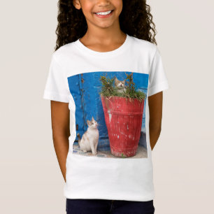 Camiseta Gatos jugando alrededor, Rabat, Marruecos