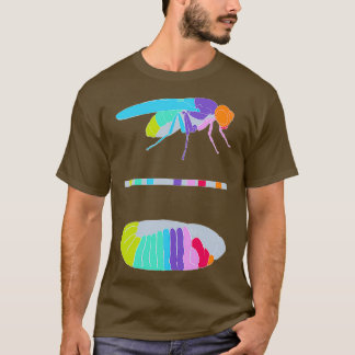 Camiseta Genes de Drosophila Hox