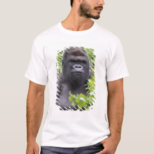 Camiseta Gorila de llanura de espalda plateada, Gorilla gor