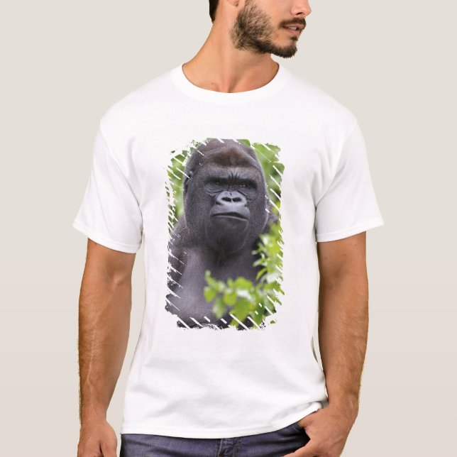 Camiseta Gorila de llanura de espalda plateada, Gorilla gor (Anverso)