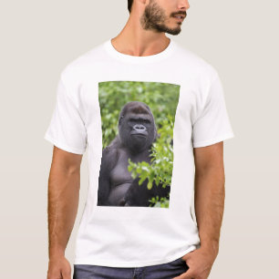 Camiseta Gorila de llanura de espalda plateada, Gorilla gor