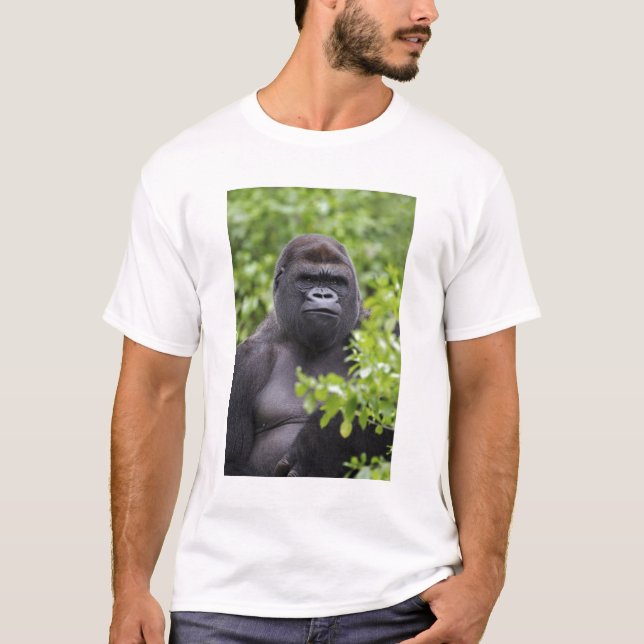 Camiseta Gorila de llanura de espalda plateada, Gorilla gor (Anverso)