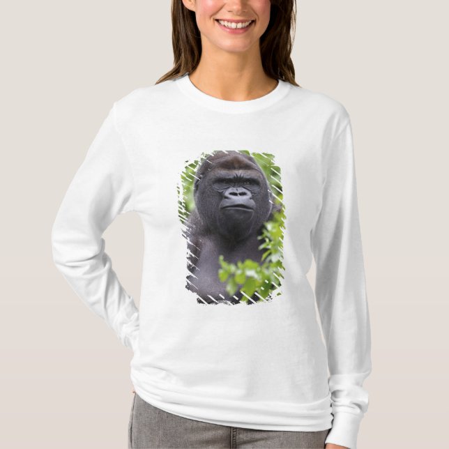 Camiseta Gorila de llanura espalda plateada, Gorilla gorill (Anverso)