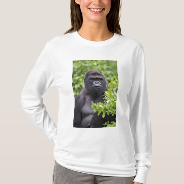 Camiseta Gorila de llanura espalda plateada, Gorilla gorill (Anverso)