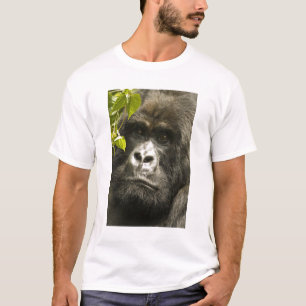 Camiseta Gorila de montaña, Gorilla beringei beringei,
