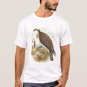 Camiseta Gould - Osprey - haliaetus del Pandion