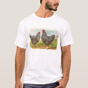 Camiseta Graham - Pollos rocosos de Plymouth