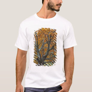 Camiseta Gran arce en otoño, Bass Lake, cerca de
