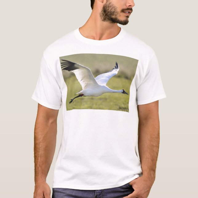 Camiseta Grúa que chilla (Grus americana) (Anverso)