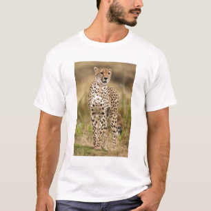 Camiseta Guepardo, Acinonyx jubatus, en el Masai Mara