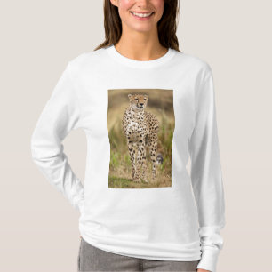Camiseta Guepardo, Acinonyx jubatus, en el Masai Mara
