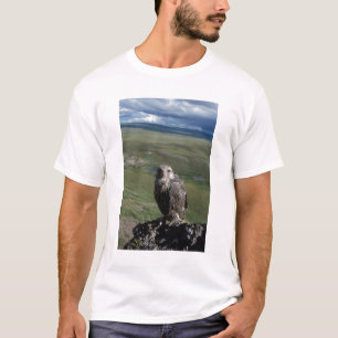 Camiseta halcón gerifalte, Falco rusticolus, juvenil