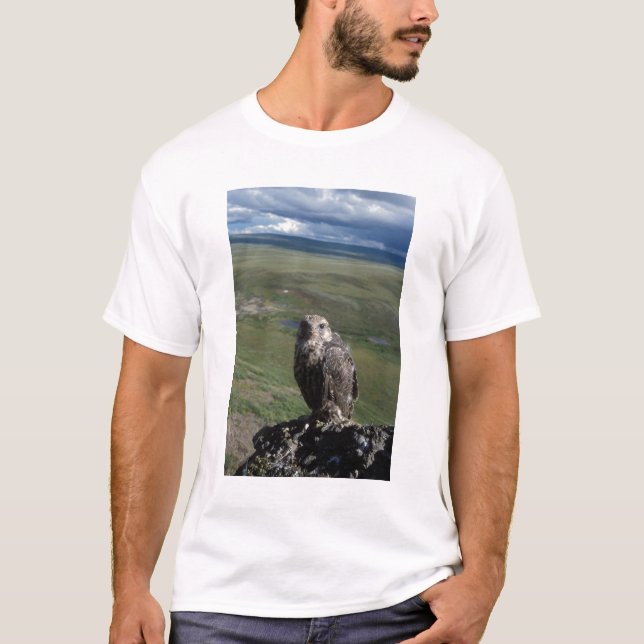 Camiseta halcón gerifalte, Falco rusticolus, juvenil (Anverso)
