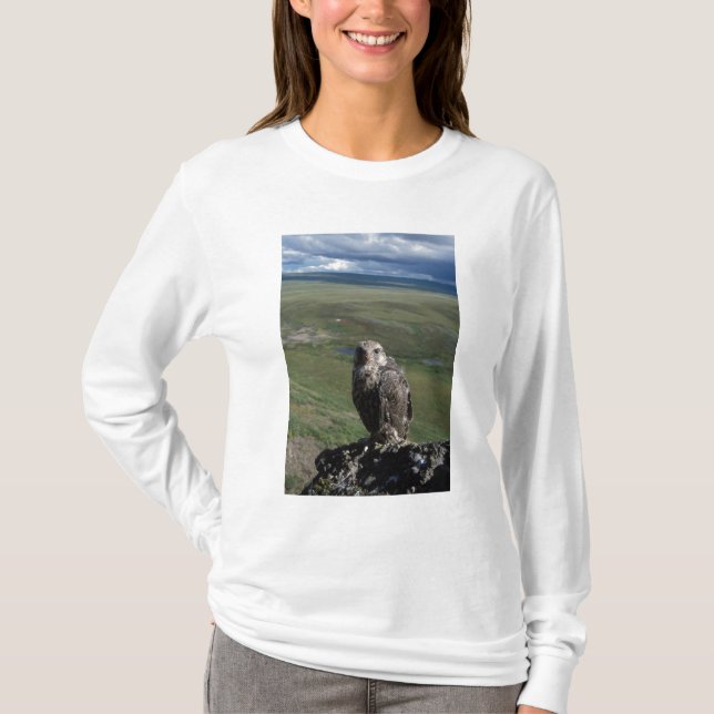 Camiseta halcón gerifalte, Falco rusticolus, juvenil (Anverso)