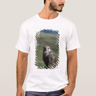 Camiseta halcón gerifalte, Falco rusticolus, juvenil