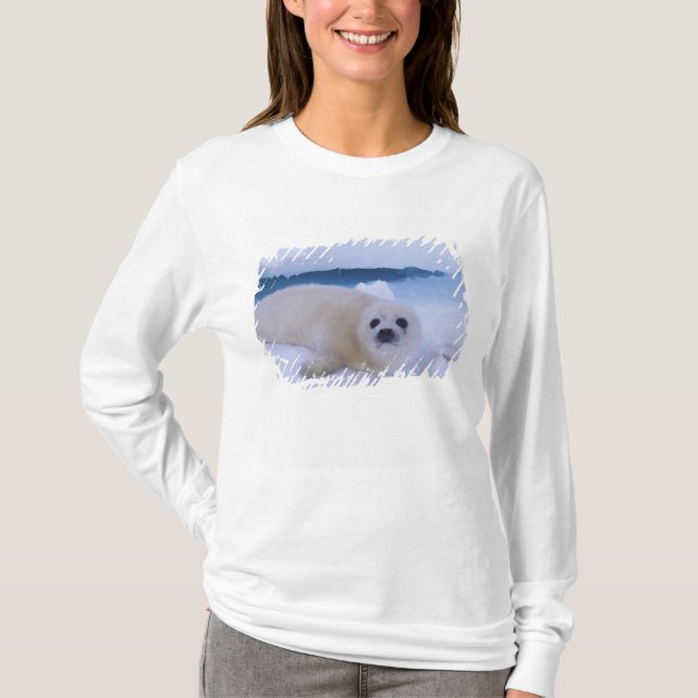 Camiseta Harp Seal Norteamérica, Canadá, Quebec (Anverso)