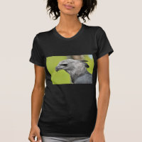 Harpy Eagle 2.JPG