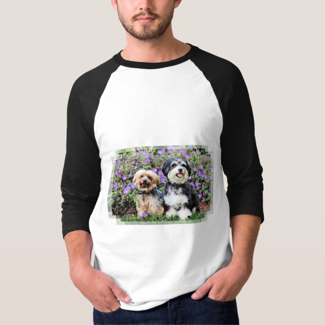 Camiseta Havanese - Lola y Yorkie - Molly (Anverso)