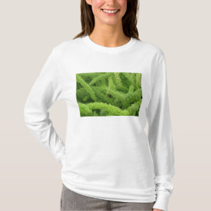 Camiseta Helecho cola de zorro, Asparagus densiflorus myers