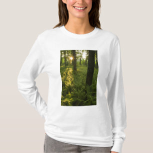 Camiseta Helechos en el bosque en Grafton, Massachusetts.