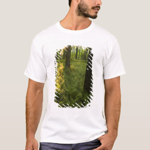 Camiseta Helechos en el bosque en Grafton, Massachusetts.