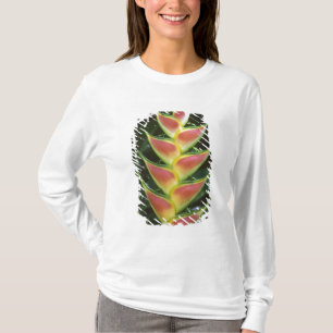 Camiseta Heliconias, Heliconia walkeriana), La Selva