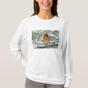 Camiseta Hembra de cardenal norteño en pino nevado,
