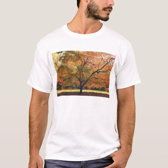 Camiseta Hermoso Árbol Caído (Anverso)