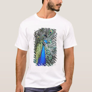 Camiseta Hermoso pavo real desplegando plumas coloridas