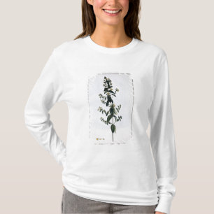 Camiseta Hierba de San Juan, placa 62, de la 'colección