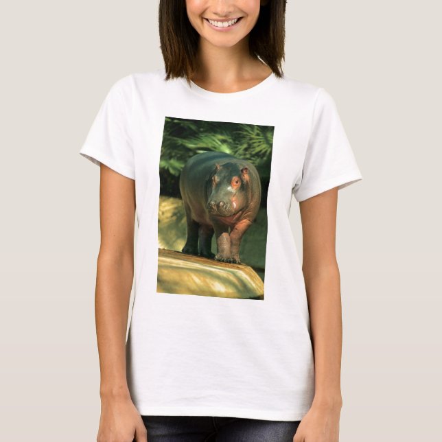 Camiseta Hipopotamo de enano (Choeropsis liberiensis) (Anverso)