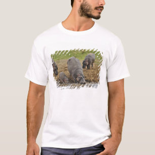 Camiseta Hipopótamo, Hippopotamus amphibius, Serengeti