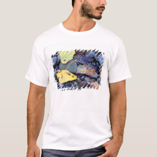 Camiseta Hoja de álamo de Fremont en llanura de inundación