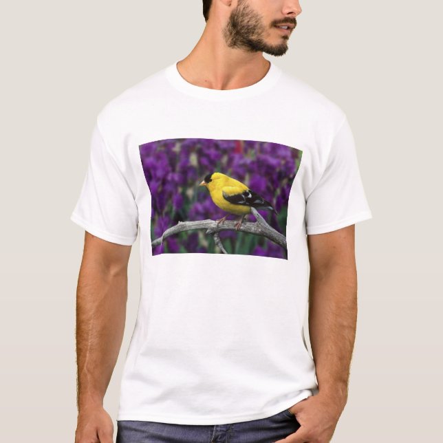 Camiseta Hombre, Goldfinch estadounidense en otoño, (Anverso)