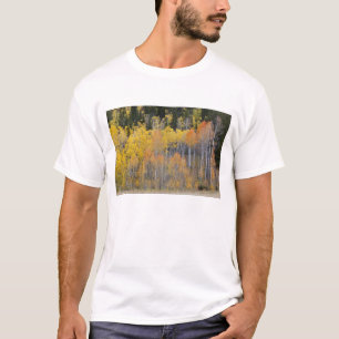 Camiseta Hondonada de Lambert, árboles de álamo