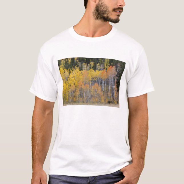 Camiseta Hondonada de Lambert, árboles de álamo (Anverso)