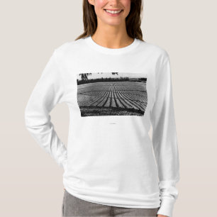 Camiseta Honolulu, Hawaii - vista de los campos de la piña