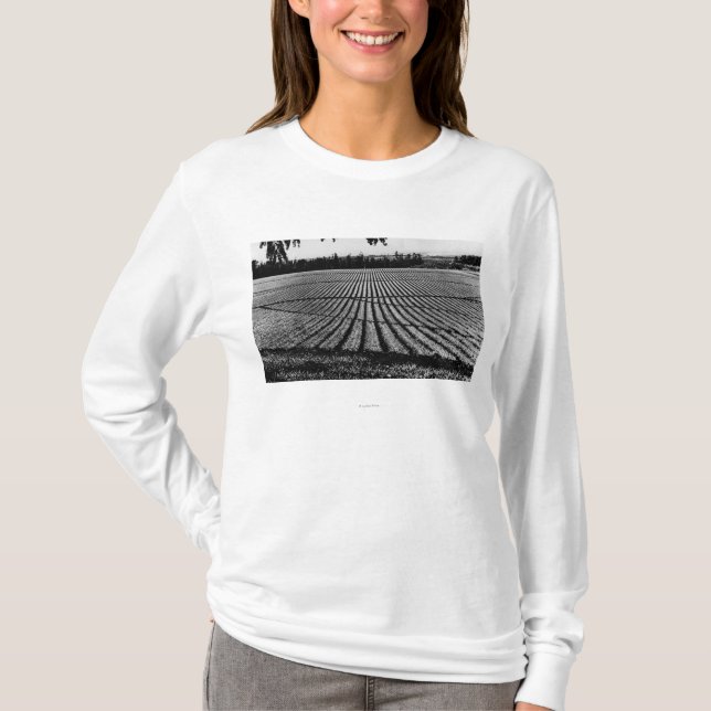 Camiseta Honolulu, Hawaii - vista de los campos de la piña (Anverso)