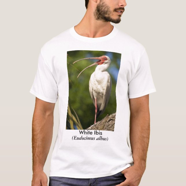 Camiseta Ibis blanco, (Eudocimus… (Anverso)