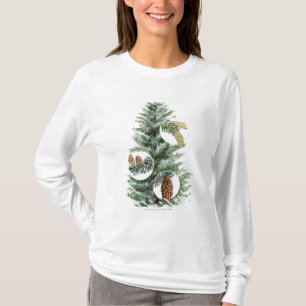 Camiseta Ilustracion del árbol conífero con los conos