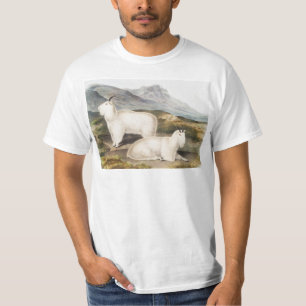 Camiseta Ilustracion Rocky Mountain Goat (Capra Americana)