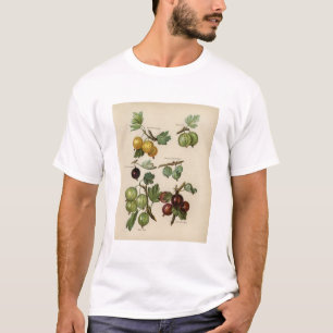 Camiseta Ilustracion vintage de gooseberry