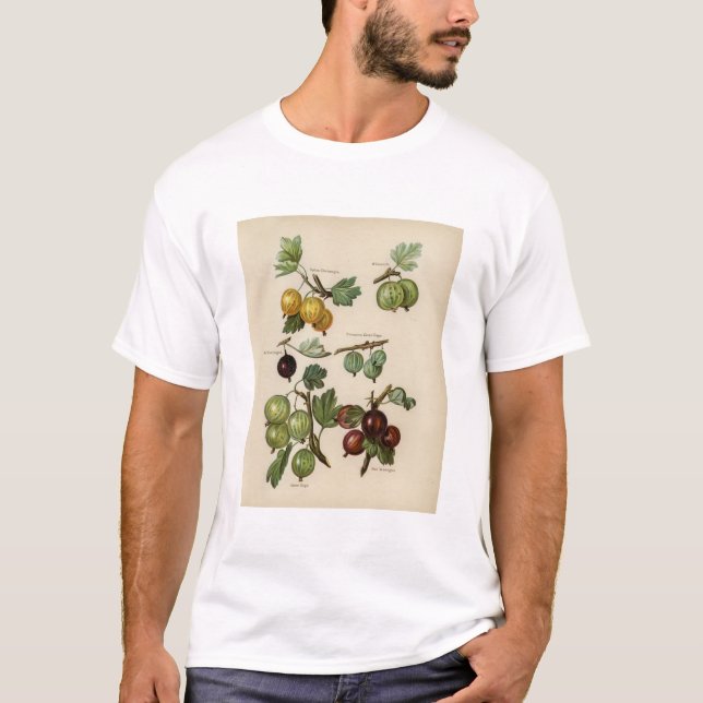 Camiseta Ilustracion vintage de gooseberry (Anverso)