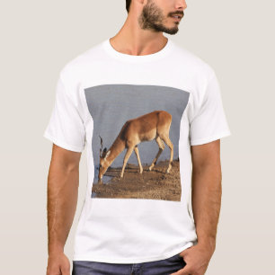 Camiseta Impala antelope bebiendo en la foto del agujero de