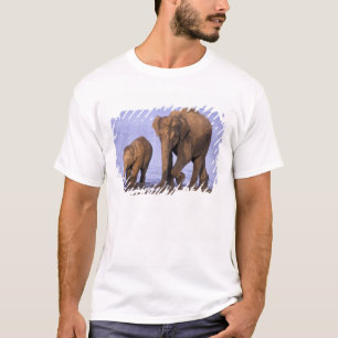 Camiseta India, Parque Nacional Nagarhole. Elefante asiátic
