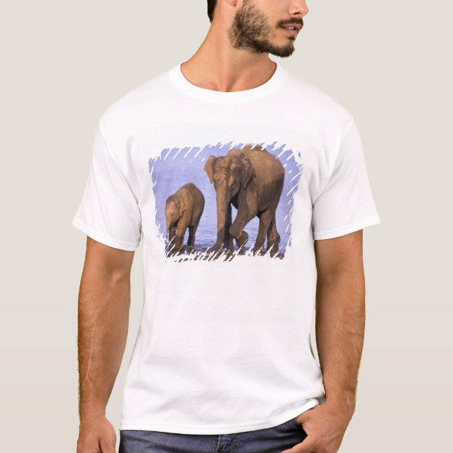 Camiseta India, Parque Nacional Nagarhole. Elefante asiátic (Anverso)