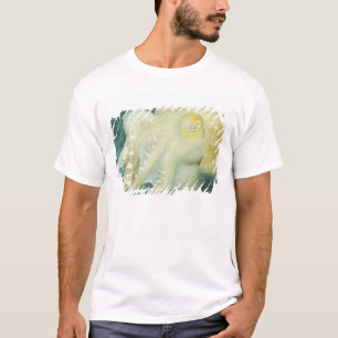 Camiseta Indonesia, provincia de Célebes del Sur, Wakatobi