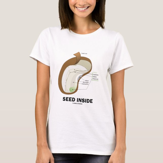 Camiseta Interior de la semilla (anatomía de la semilla de (Anverso)