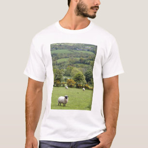 Camiseta Irlanda Occidental, Península de Dingle, amplia
