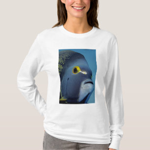 Camiseta Islas Caimán, Pez ángel francés Pomacanthus